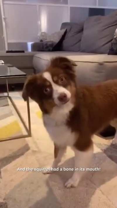This woman used all her dog’s favourite words to tell her a story...
