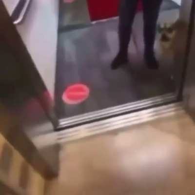 Dünya köpkeler için cehennem..