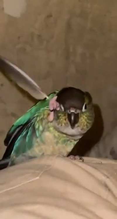Clever Bird Uses Feather To Scratch His Face