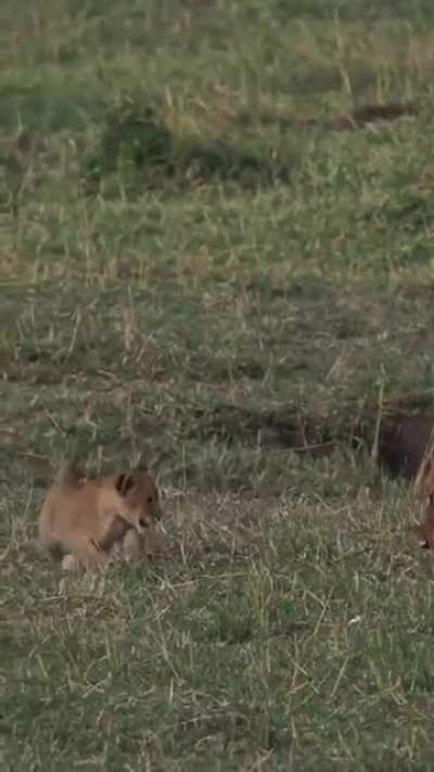 🔥 Lioness carried her lazy cub in her mouth after long day hunt