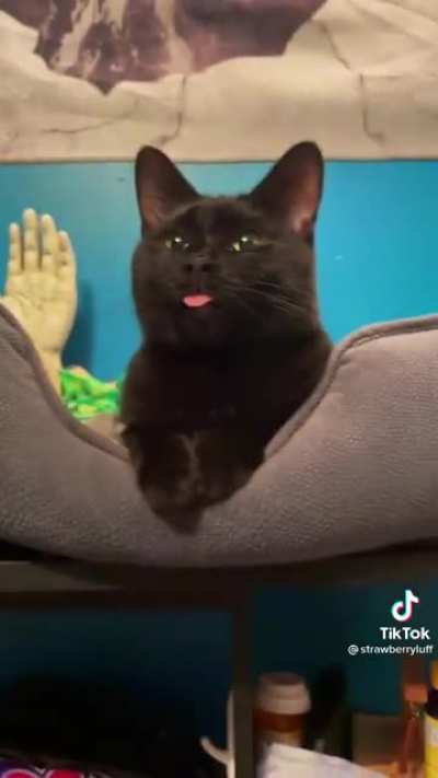 Midnight blep