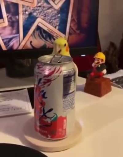 Playful Bird