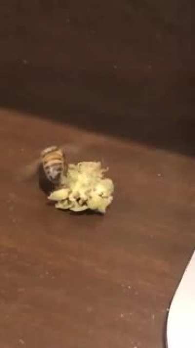 Bumble Bee found the weed