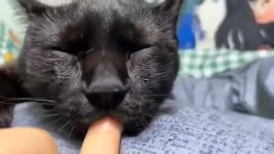 Horny cat