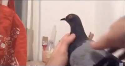 PIGEON!!!