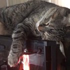 my cat drinking water in her sleep