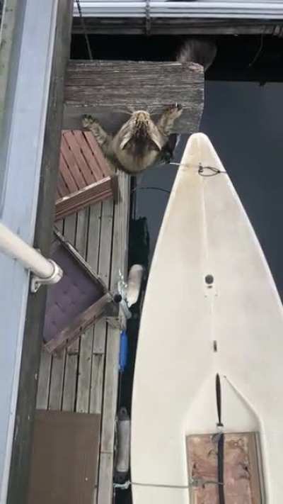 This cat’s claws