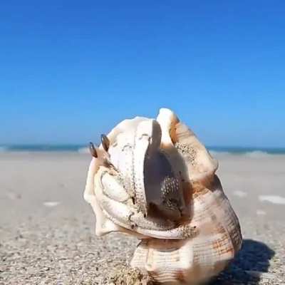 My Crabpeople need me