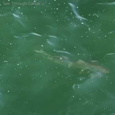 🔥 Jack Crevalle biting a large Blacktip Shark in the Tail