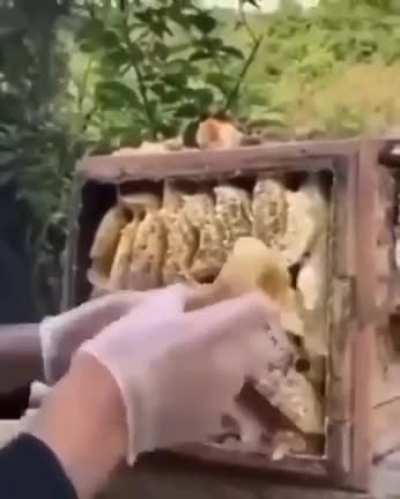 asmr bee noices