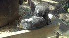 Baby Gorilla loves his blanket, but his mom doesn't quite share the enthusiasm