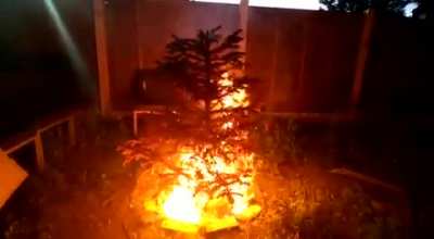 NOT THE CRHISTMAS TREE