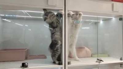 Two kitten still fighting even after separation