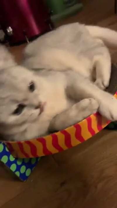 Cat nip