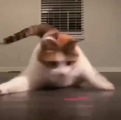 Manic Floor Feline