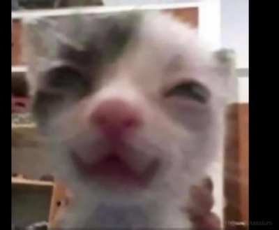 Ah, yes, goofy cats