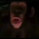 Random Chimp Event