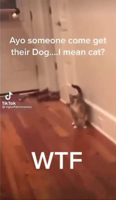 I think this cat is broken