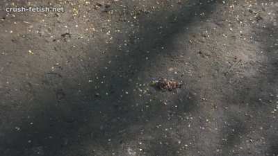 Sandra walks on snails