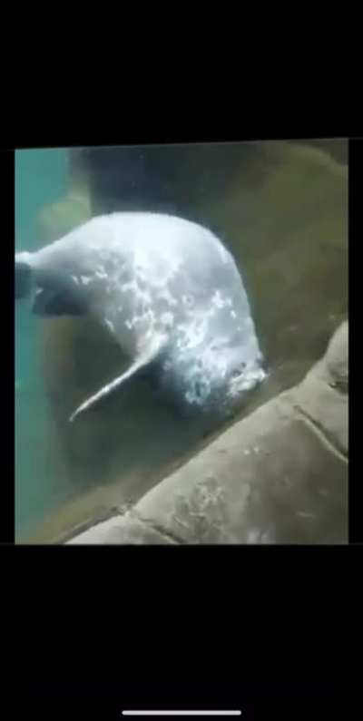 Boop-