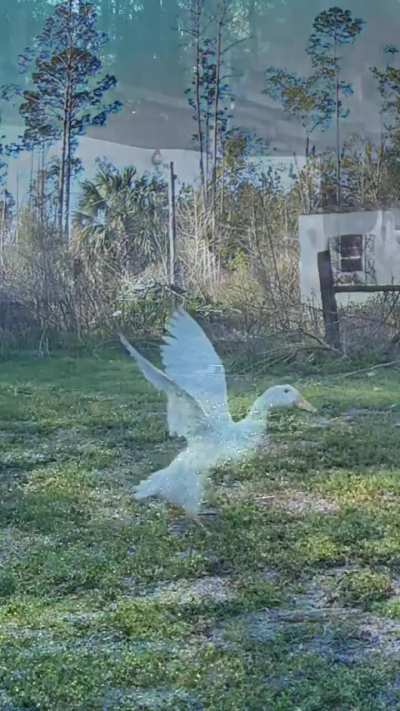 Chicken dance flaps