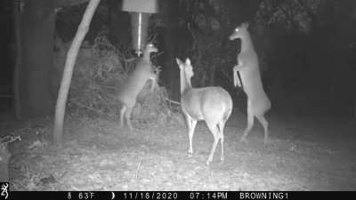 Two deer dancing 🦌 🕺
