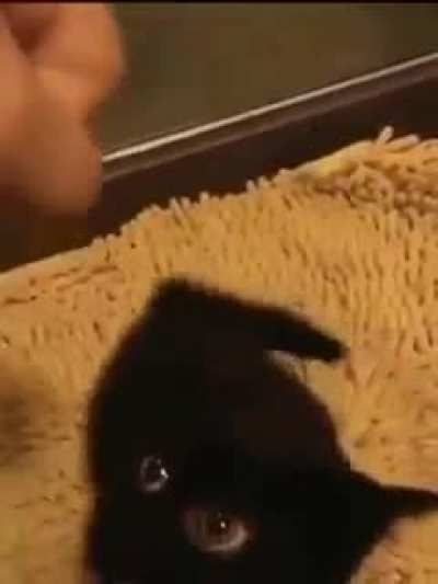 Cat.