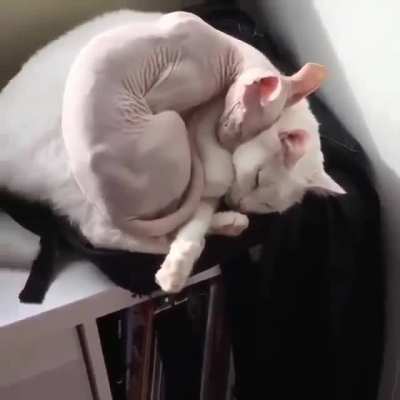 Cat on cat is the best stuff on cat!