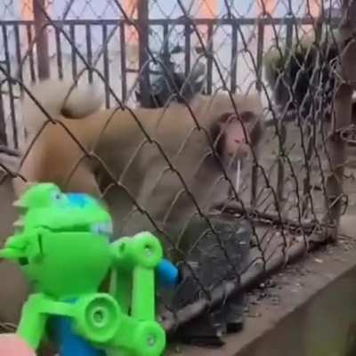 funky monkey