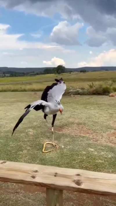 Secretary bird [Sagittarius serpentarius] showing its powerful kick with a force five times its own body weight (about 195 Newton’s / 20 kilogram-force) used to kill venomous snakes