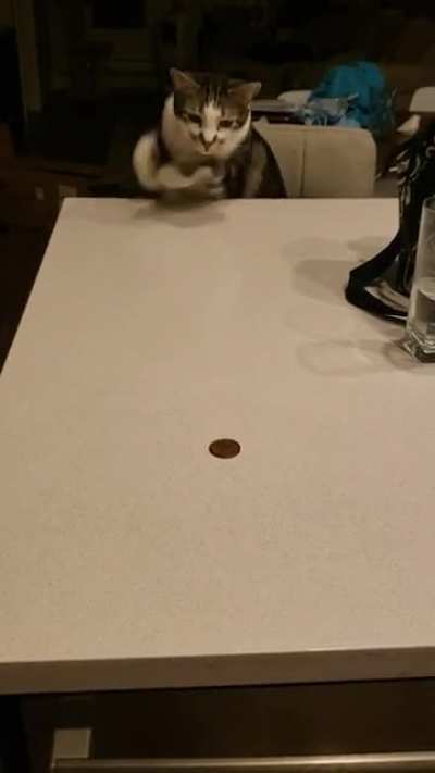 Finn is only allowed two paws on the counter...but he also loves toonies!