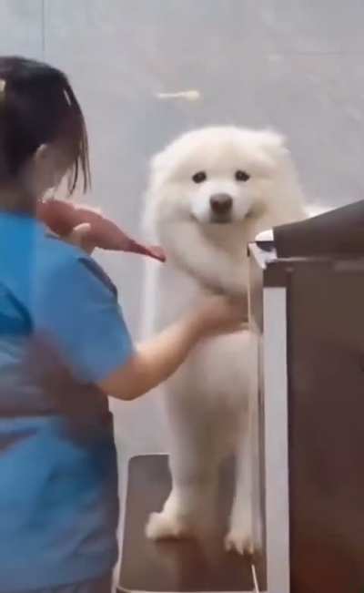 Dog’s reaction to seeing owner