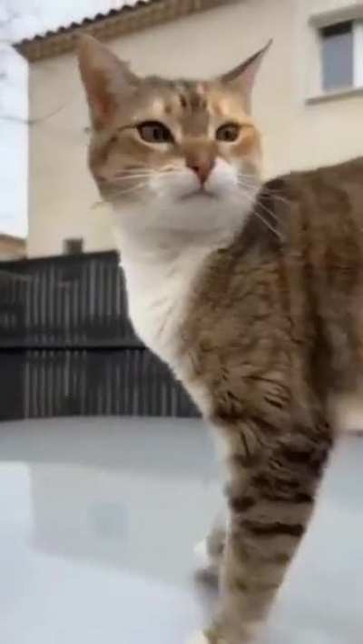 Cat has a message to us all