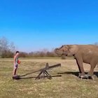 Crazy elephant trick shot