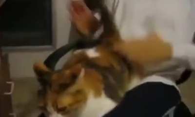 Cat pat