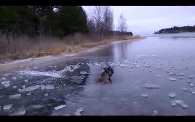 These skaters trying to avoid weak ice, until they see a moose that fell through the ice