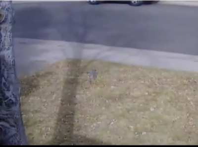 Well there goes the mail