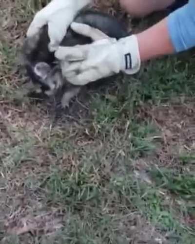 Forbidden cat's A