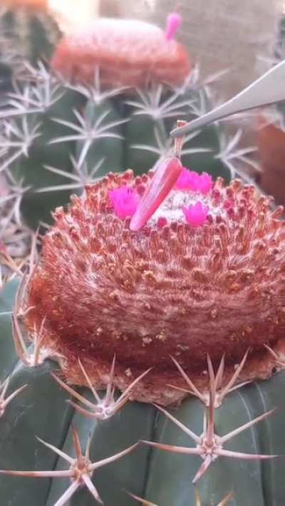 Thanks I Hate Melocactus fruit extraction
