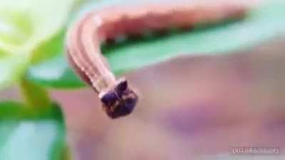 CATerpillar?