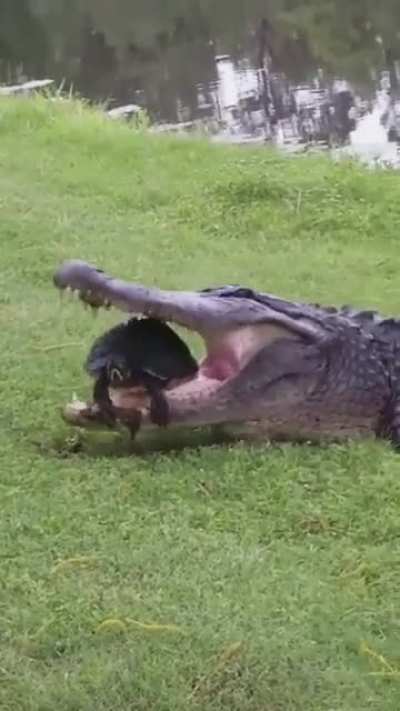 The Alligator accepts a defeat