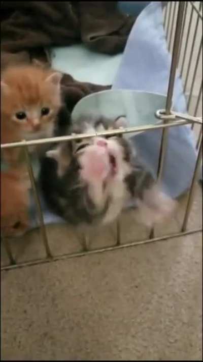 Illegally Smol Prisoner