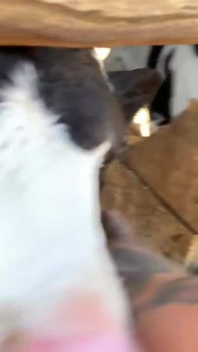 To have chug the cow drink properly