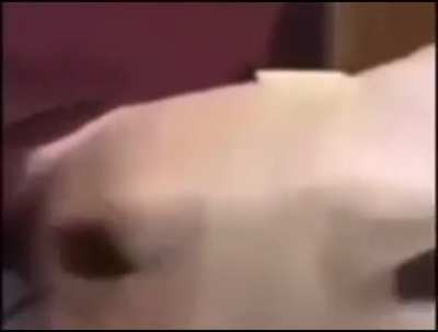 🗿
