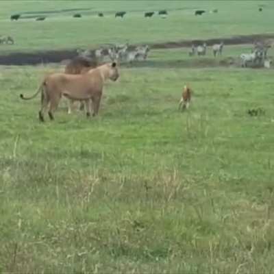 This dog’s courage to bite lions