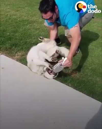 STUBBORN Husky Refuses To Leave Park