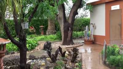 Hambi & Buhle the wee yardyeens discover rain and declare it awesome