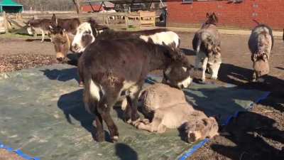 Donkeys mourn the loss of their friend.