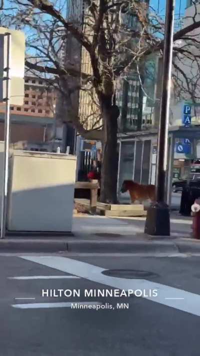 Is the rodeo in town?