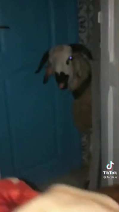 Good morning goat